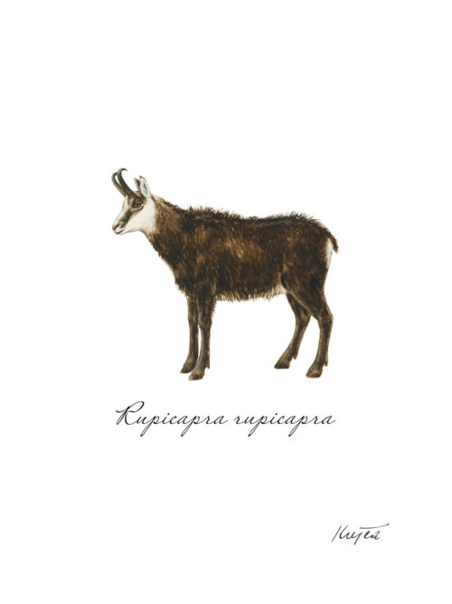 Kamzík vrchovský