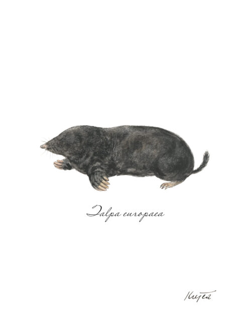 Krt podzemný