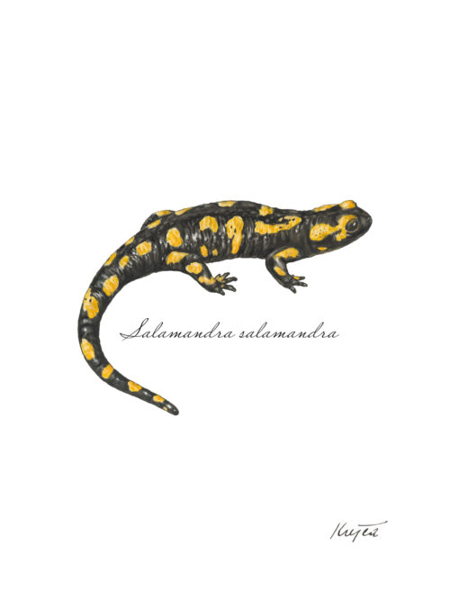 Ilustrácia salamandry škvrnitej s latinským názvom Salamandra salamandra