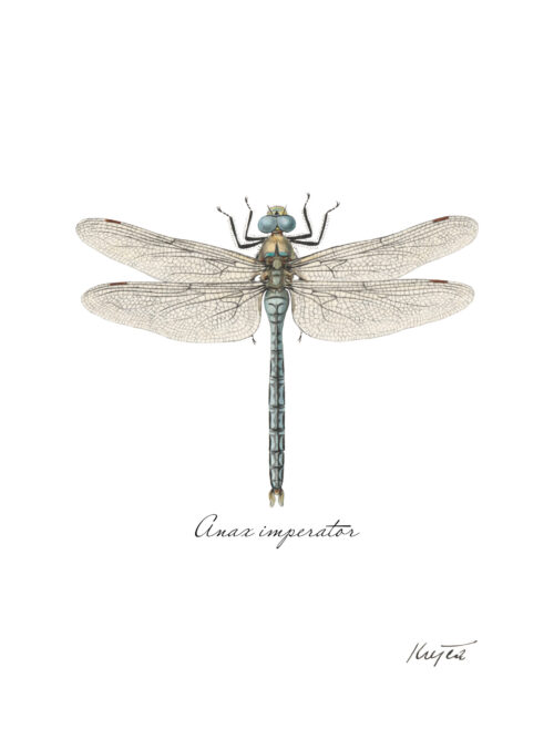Ilustrácia šidla obrovského s latinským názvom Anax imperator
